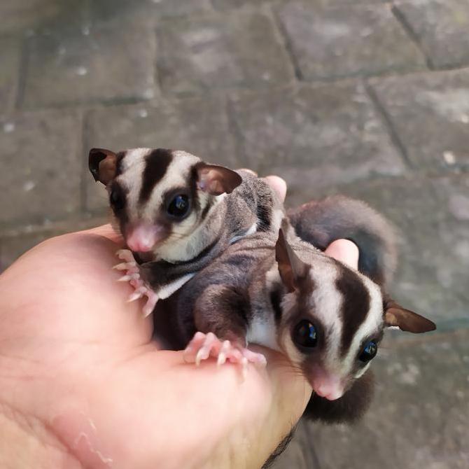 Sugar Glider joey