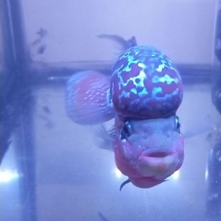 ikan louhan srd