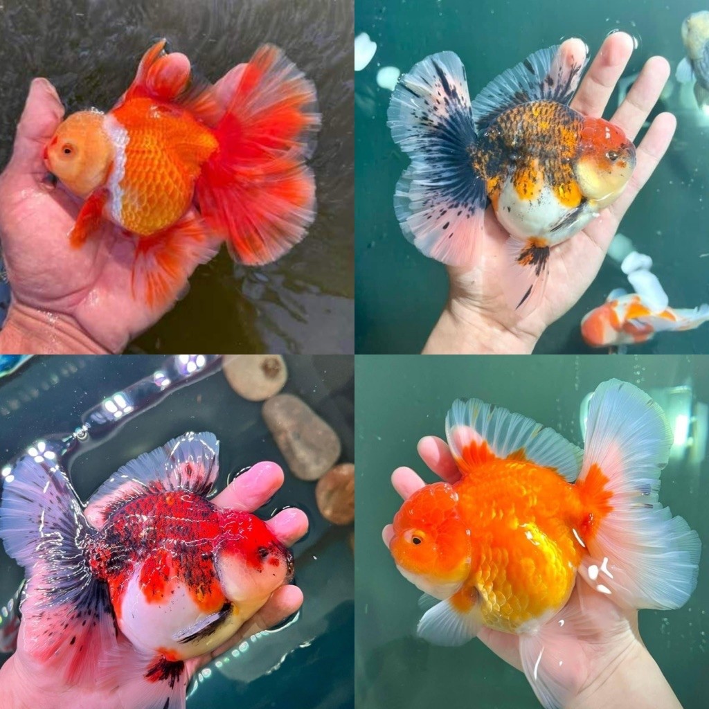 [Chan Aquatic] Ikan Hias Koki Oranda Rosetail Jumbo | Koki Oranda RW Rosetail | Koki Oranda Calico |