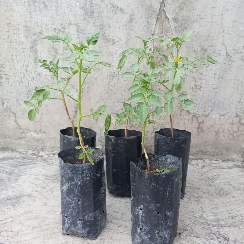 Bibit Tomat Sayur Polybag Kecil