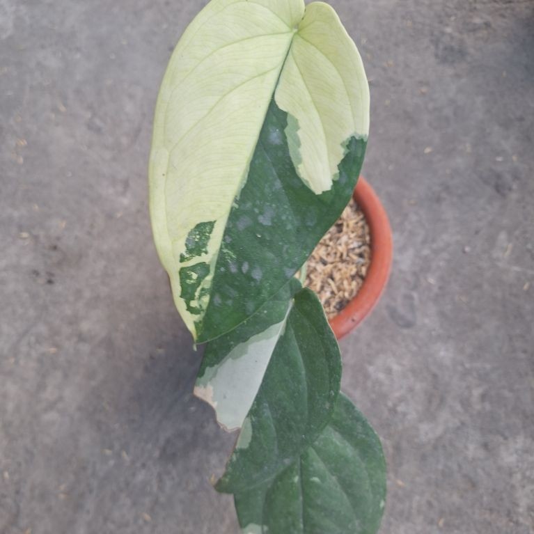 Syngonium Chiapense Variegata