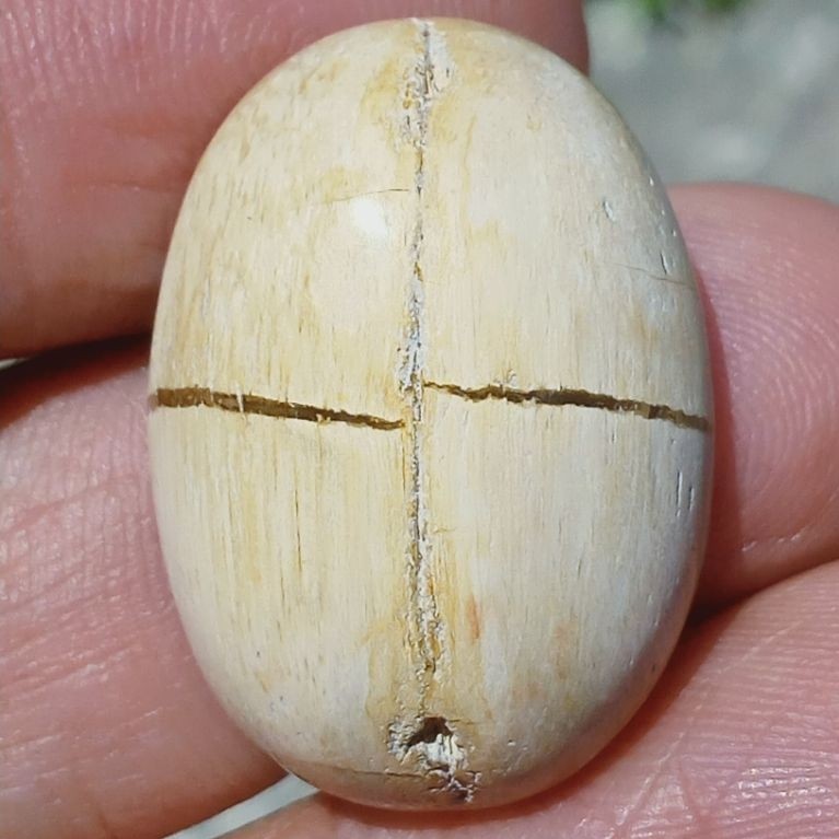 Batu Fosill Kelor Tapak Jalak Combong Buntet
