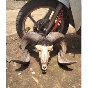 tanduk domba Garut bahan kerajinan tanduk domba Diskon