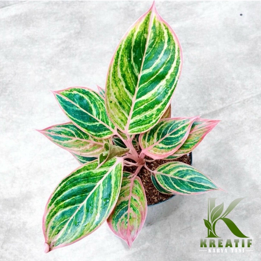 Tanaman hias aglonema emerald dragon - Aglonema lipstik emerald