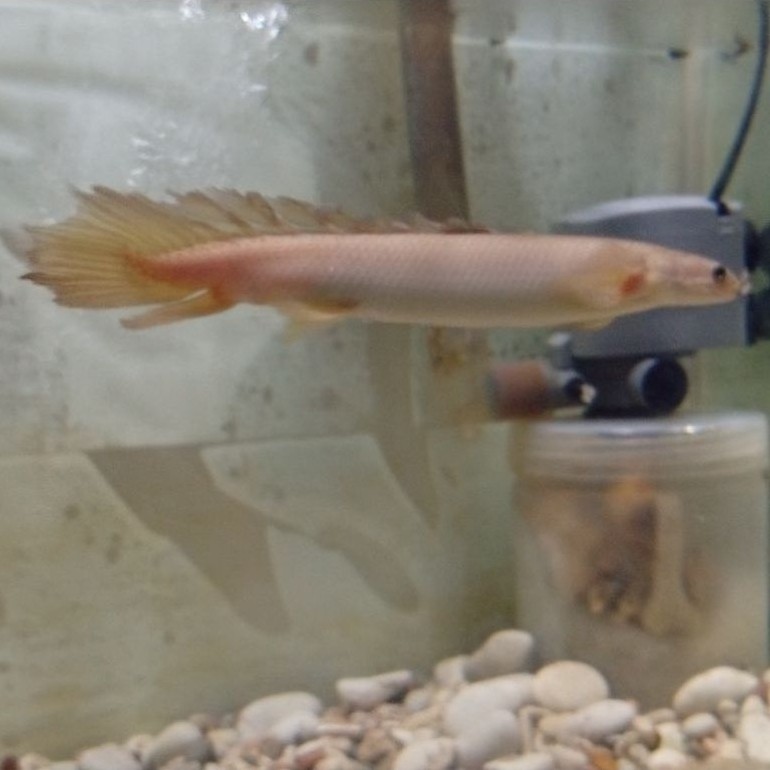 ikan palmas slayer 17-18cm