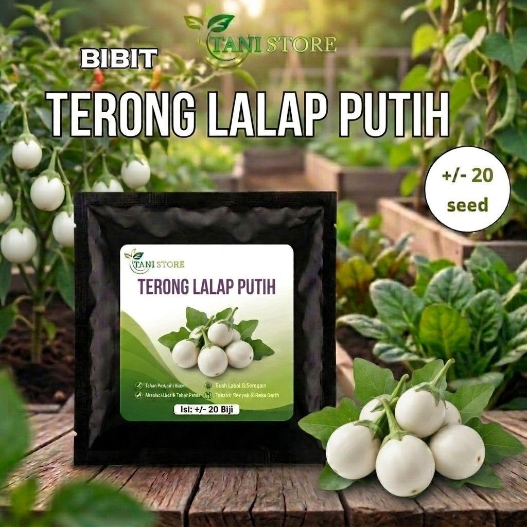 bibit benih unggul terong lalap putih berkualitas 20 biji