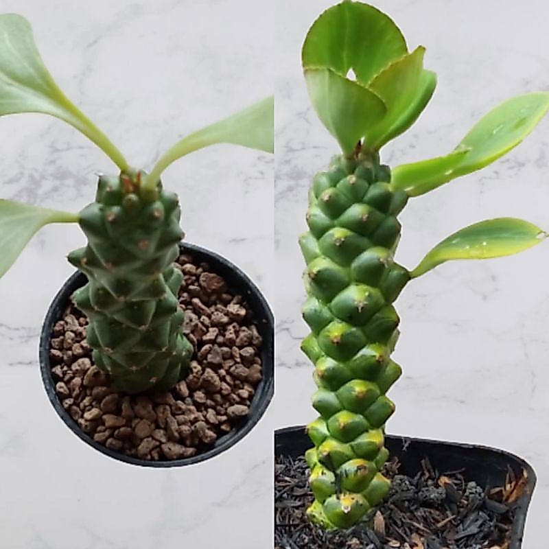 Kaktus Monadenium Varigata Kaktus Hidup Kaktus Sukulen Kaktus Hidup Tanaman Hias Kaktus Sukulen Hidu