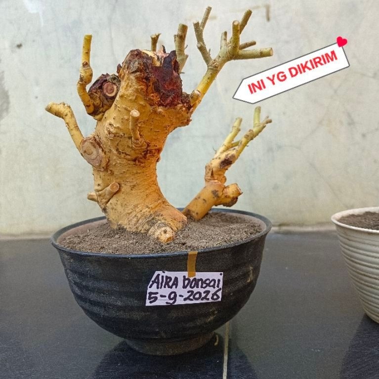bahan bonsai serut dongkelan  update