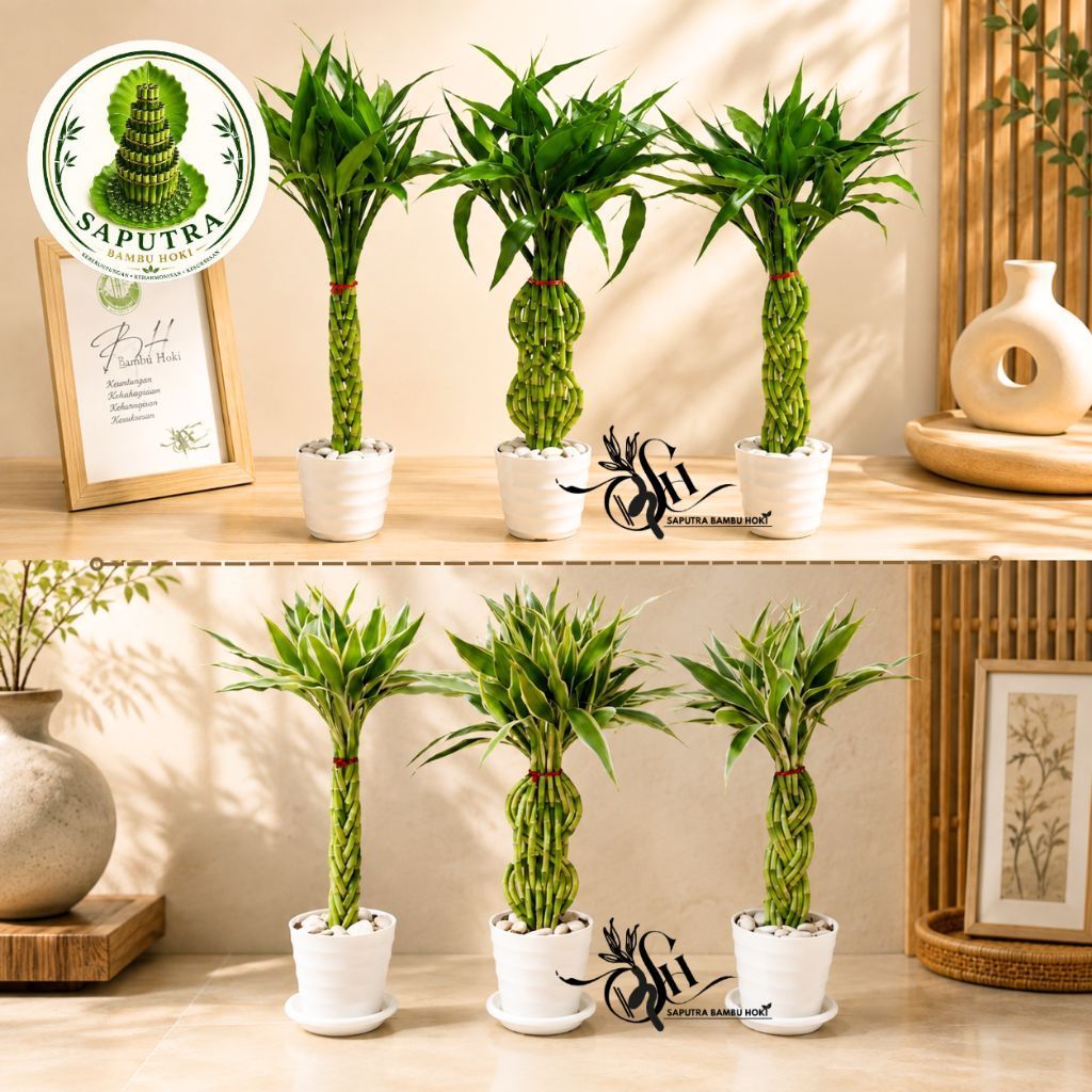 Bambu Hoki / Bambu Air / Sri Rezeki / Lucky Bambu Hoki / Aquascap angka 8 /cobra / pacira / souvenir
