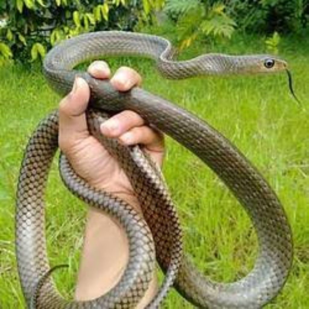 Ular Ptyas Koros Reptil Eksotis untuk Koleksi Peliharaan
