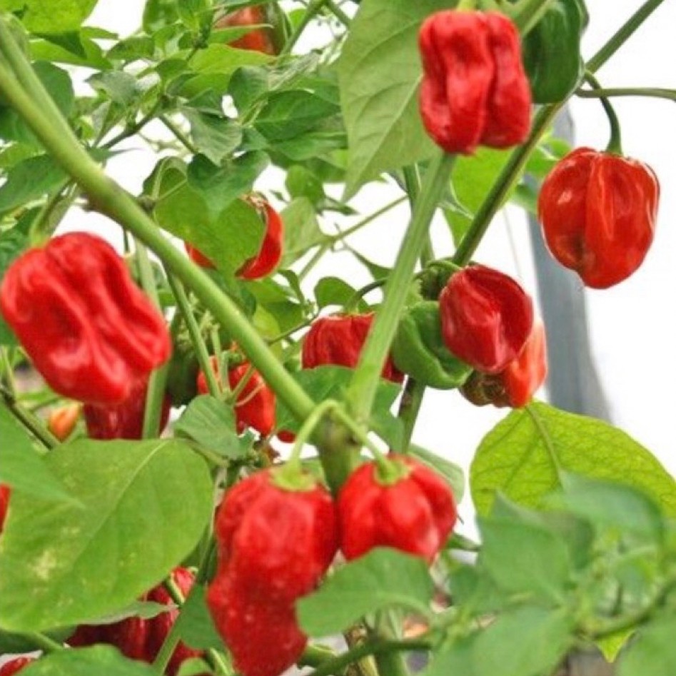 Pohon Cabai Habanero SUPER PEDAS/Tanaman cabai Habanero