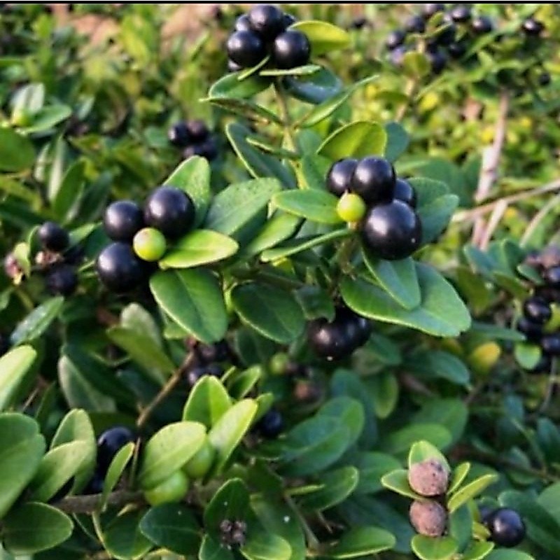 Bibit Jeruk Kingkit Hitam | Kingkit Severinia Buxifolia, Siap Berbuah