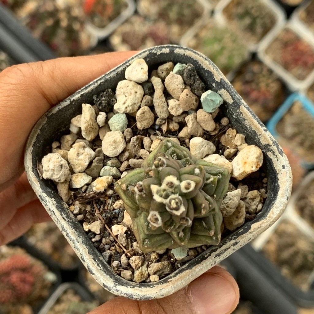 ft3 Gymno kikko  ( kaktus gymnocalycium mihanovichii varigata kaktus belajar tanaman hias hidup guru