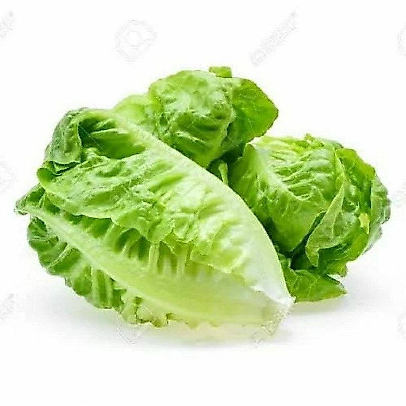 Baby Romaine / Baby Cos 1kg