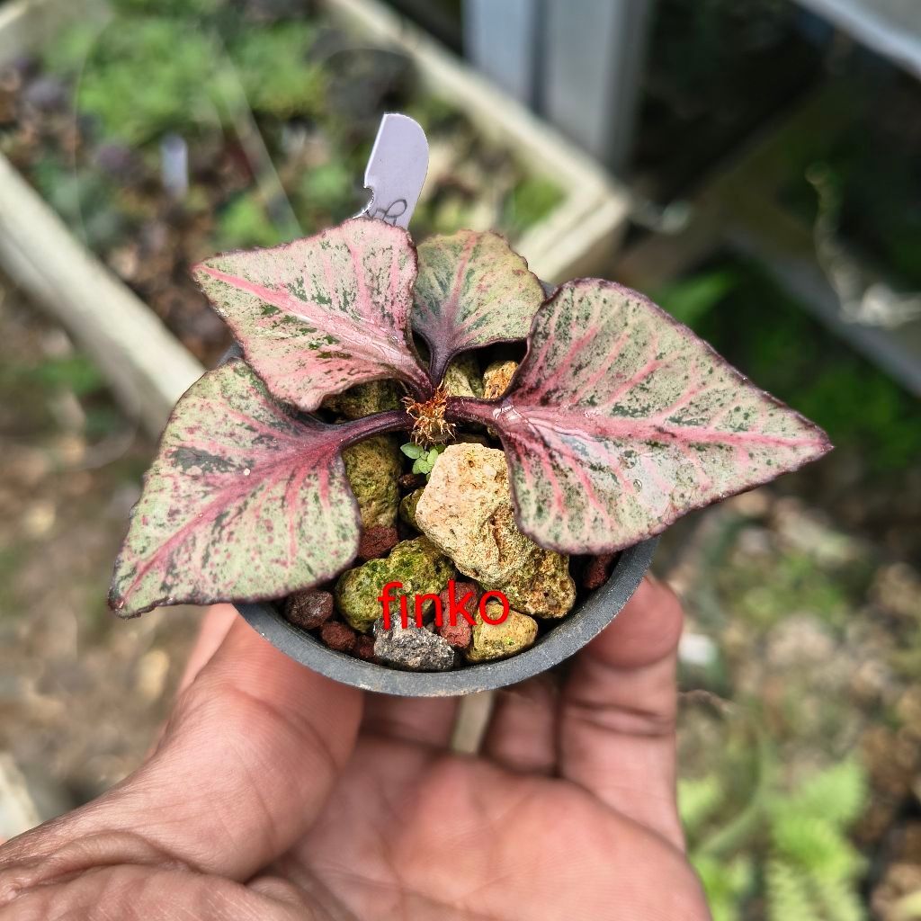 euphorbia francoisii hybrid maple (28)