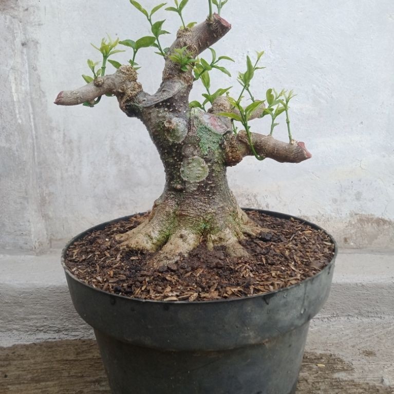 Bahan Bonsai Anting Putri - Anting Putri, Bonsai Anting Putri, Anput Bonsai