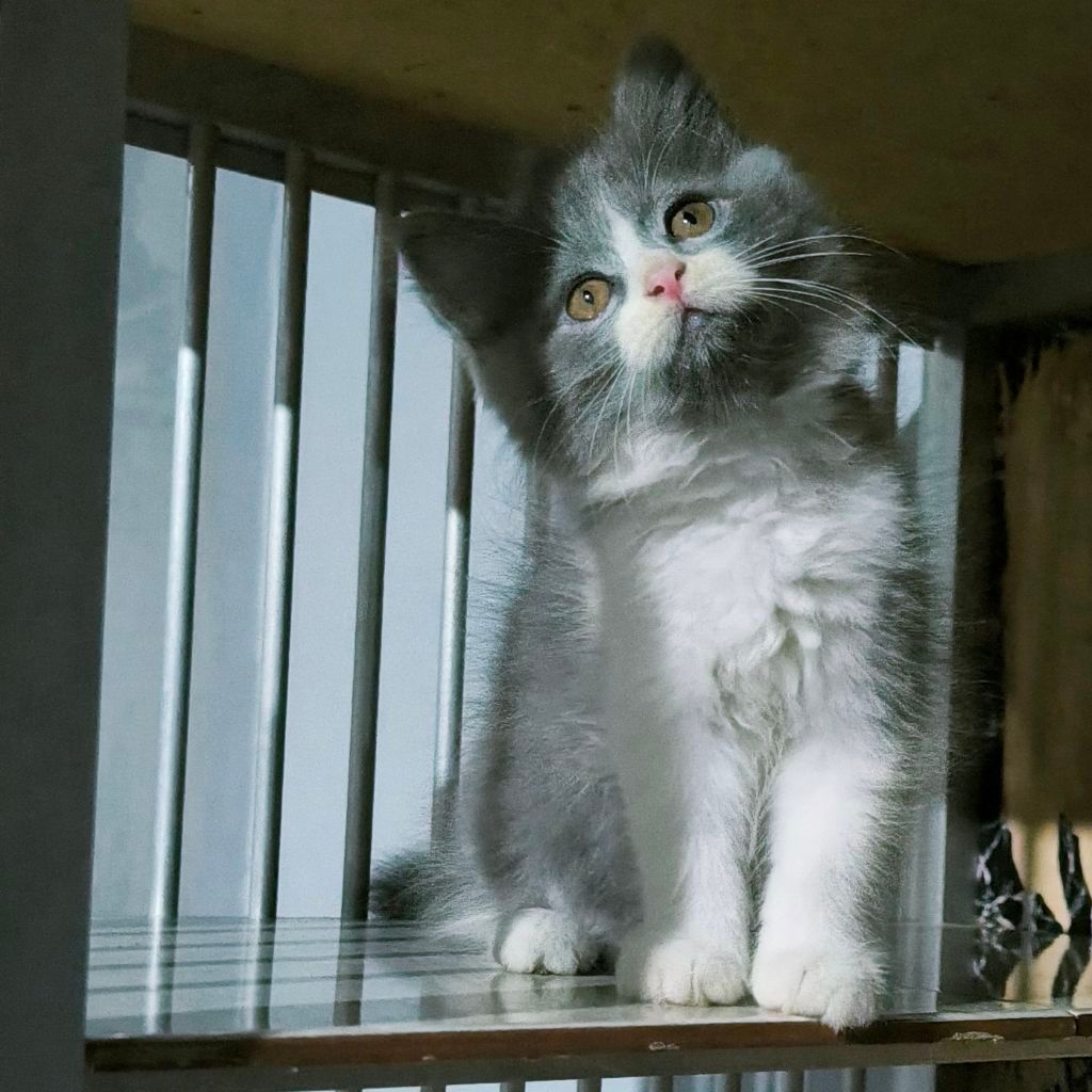 (BISA COD) Kucing Persia Anggora Himalaya Ragdoll Kitten Anak Kucing Kecil