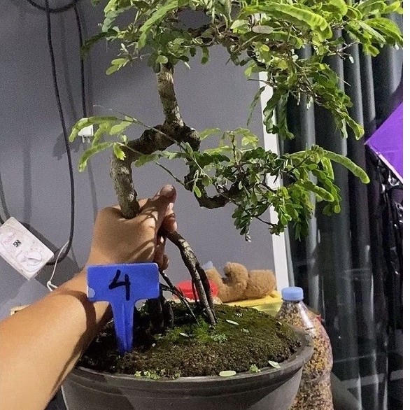 bonsai asem jawa