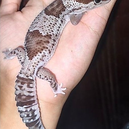 PROMO Mainan AFT Gecko warna oreo 100% jinak