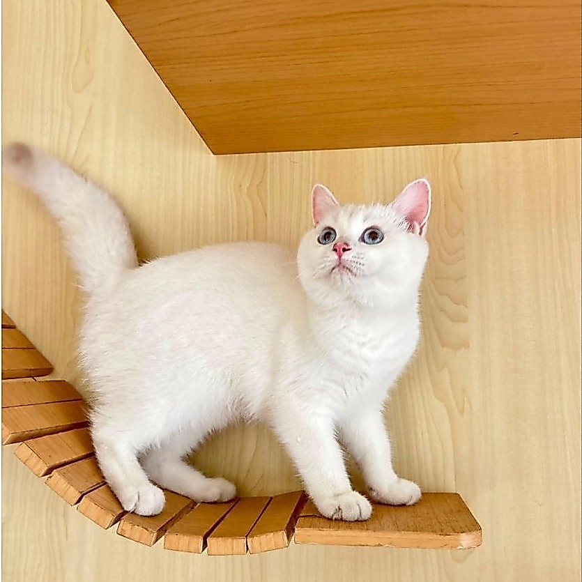 BSH silver point jantan blue eyes