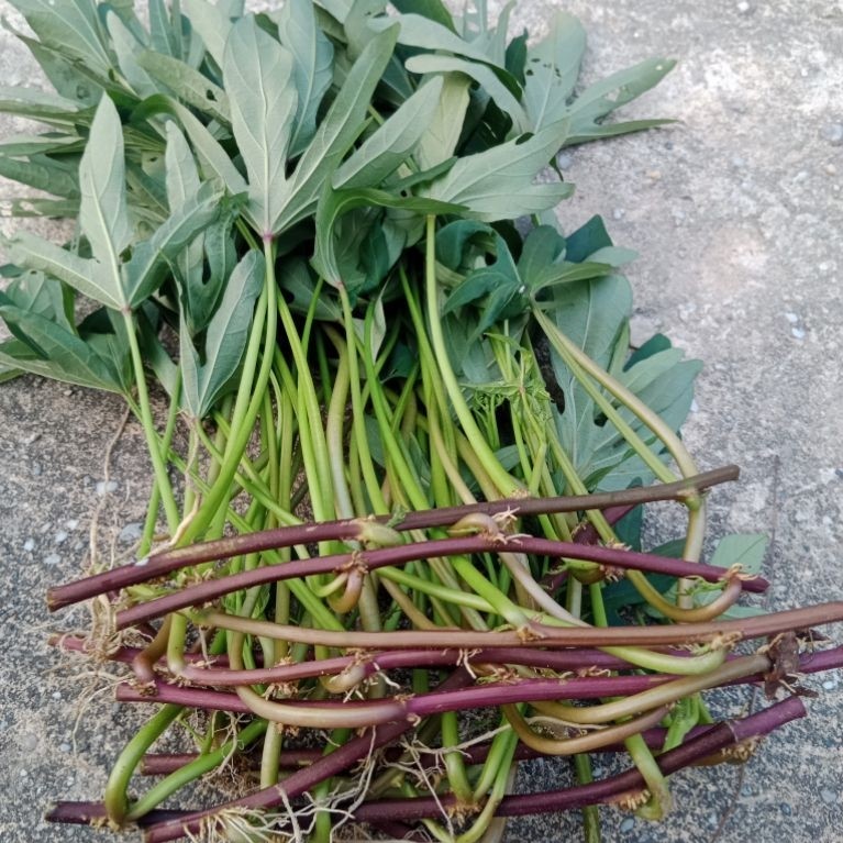 Bibit Ubi Cilembu Asli - Bibit Ubi Cilembu Sumedang Ubi Madu, 50 Batang per Ikat