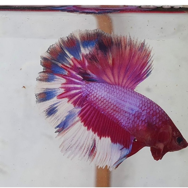 halfmoon fancy pink purple realpict
