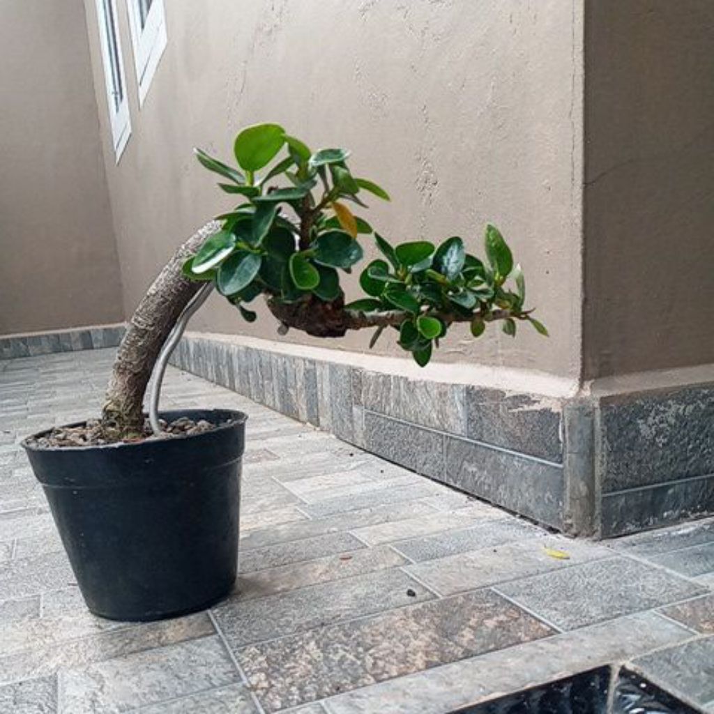 Bonsai Ficus Dolar Mikro