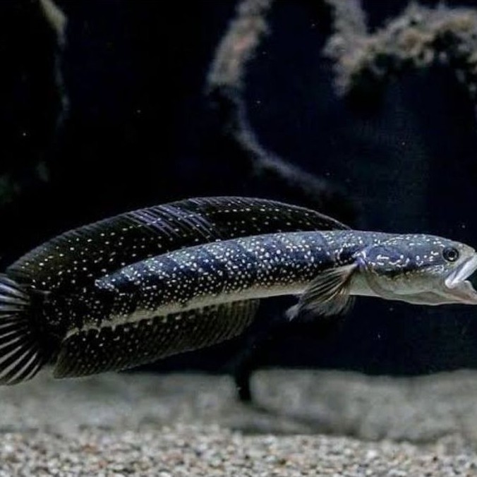 asiatica ws 6-7 cm
