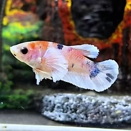 betina plakat dumbo ear