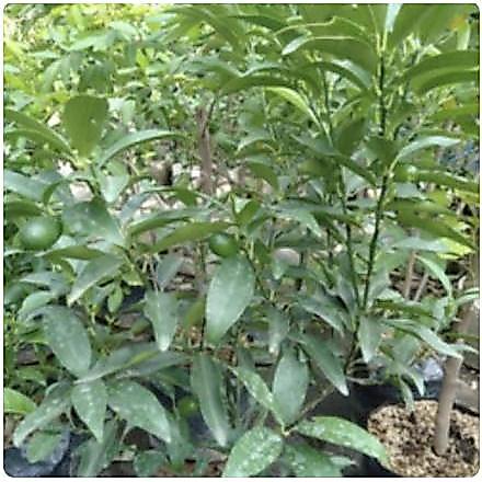 READY Tanaman buah Jeruk Nagami // tanaman buah // jeruk nagami