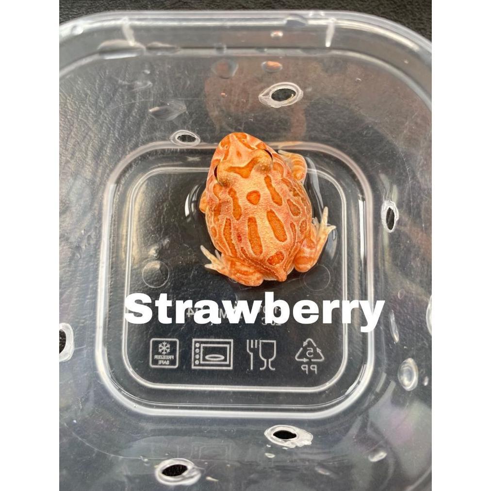 Kodok Pacman Stroberi Strawberry Baby Pacman Frog Pacman Murah Strobery