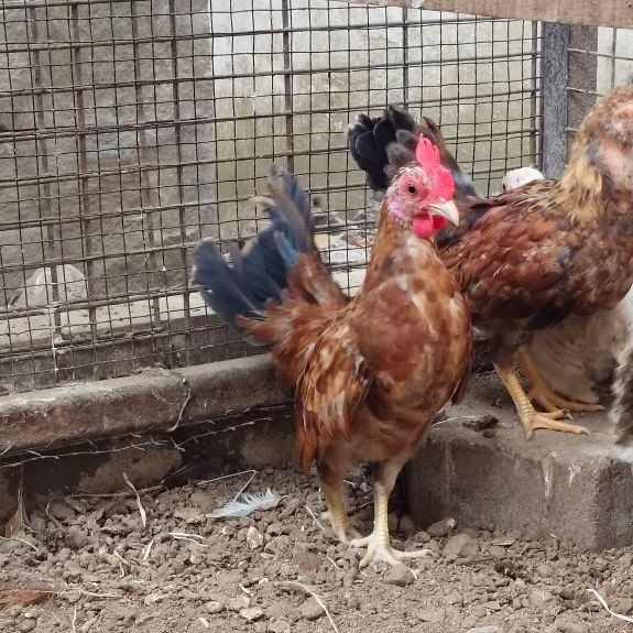Anak Ayam Remaja Ayam Hias Kecil Jantan Ayam Kate Serama Campuran Ayam Tema