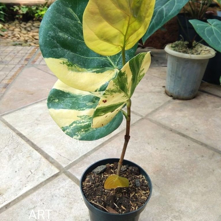 Coccoloba Uvifera Variegata Seagrape Plant Pohon Anggur Laut Varigata Sesuai Foto