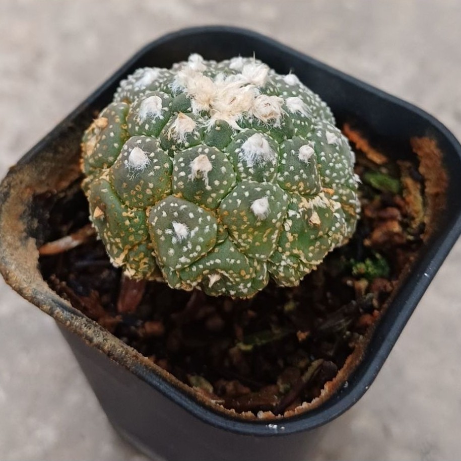 KIKKO Lizard skin