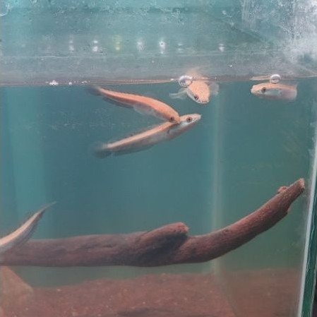 patung channa maru ys 4-5cm