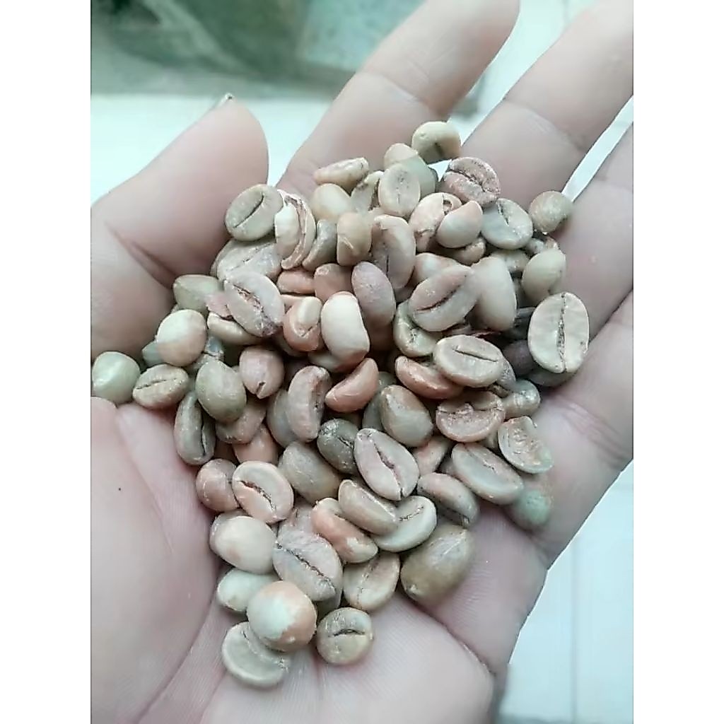 biji kopi green bean robusta kualitas terbaik
