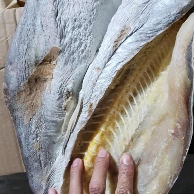 jambal roti laut kidul/jambal roti/ikan asin jambal roti  Fish
