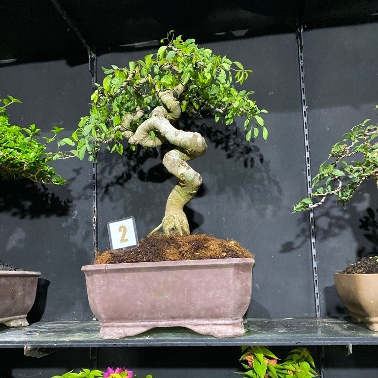 bonsai Asem