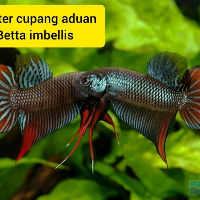 cupang alam betta imbellis khusu jantan  3 ekor