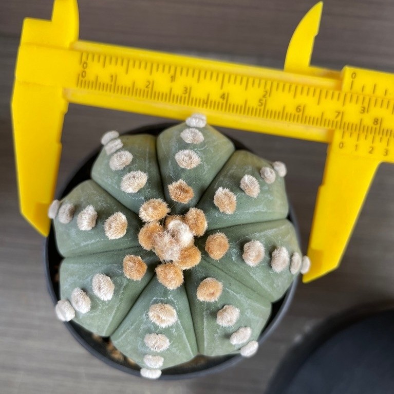 Astrophytum nudum