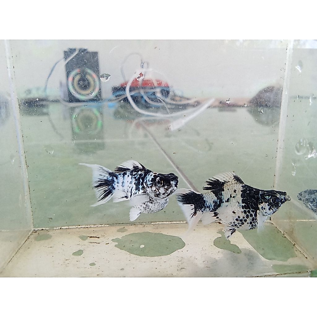 molly zebra line Philipina