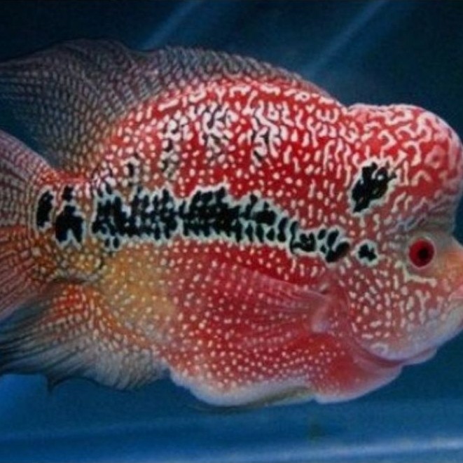 Koleksi Aquarium Cencu GB Ukuran 3-5cm