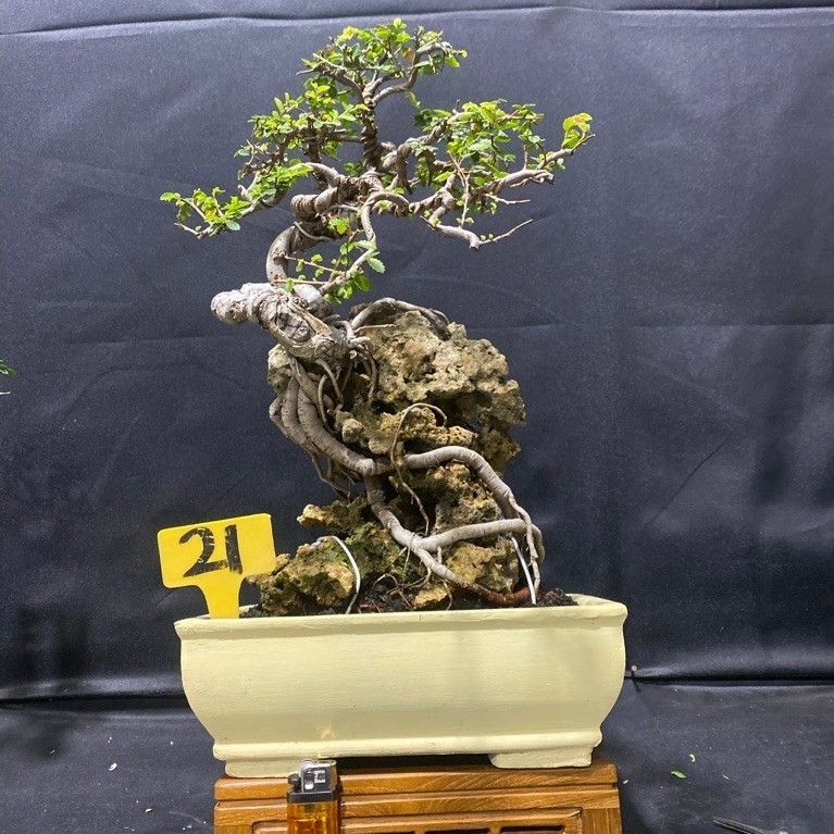 Bonsai Ulmus super mikro OTR Small tinggi 35 cm
