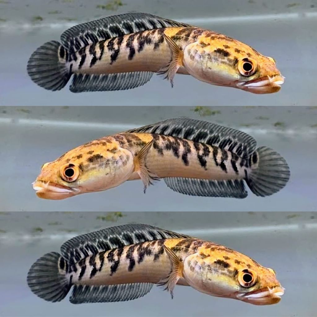 Ikan Channa Maru YS 10 12 Cm Channa Yellow Sentarum Progres