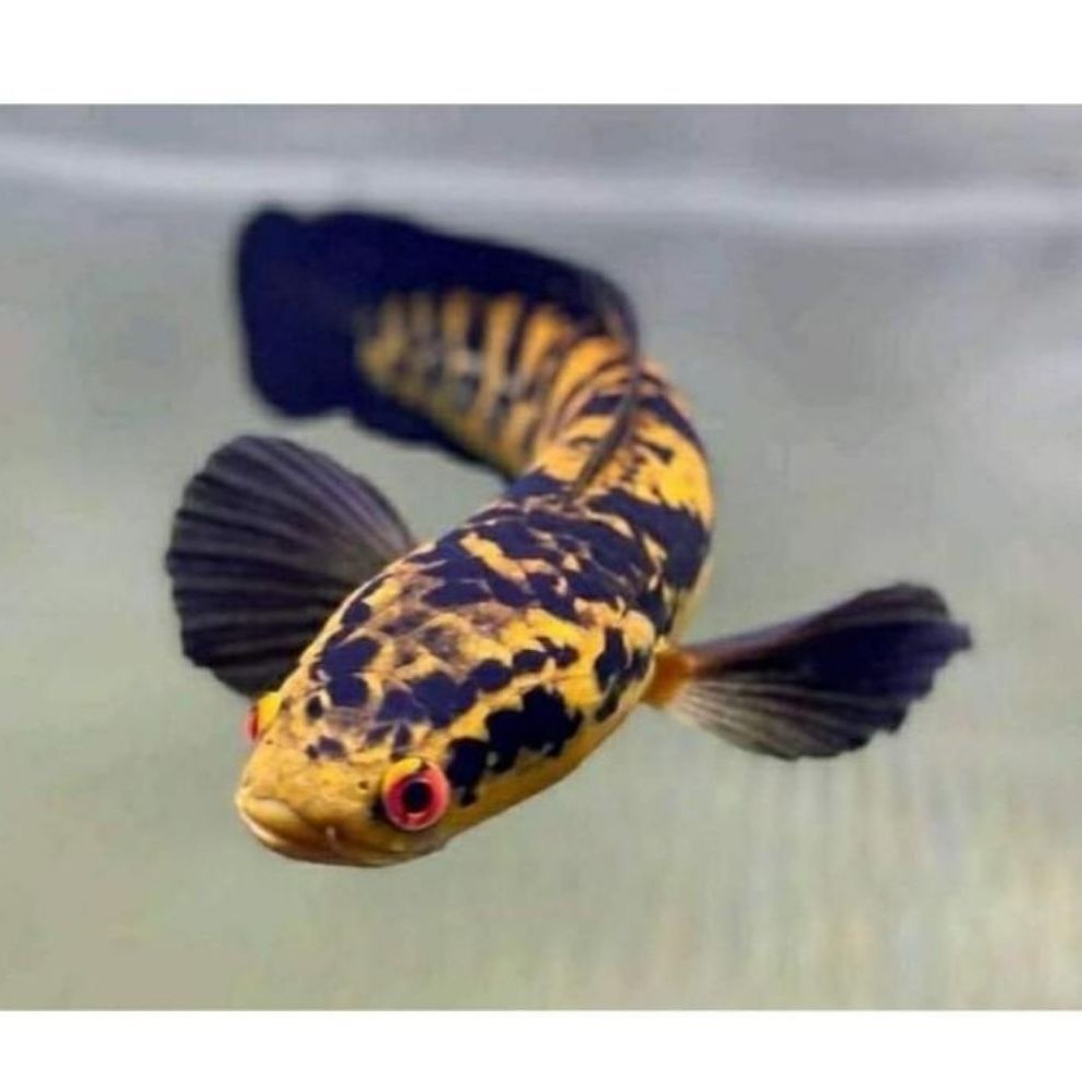 CHANNA Maru YS/ Yellow Sentarum 8-10cm