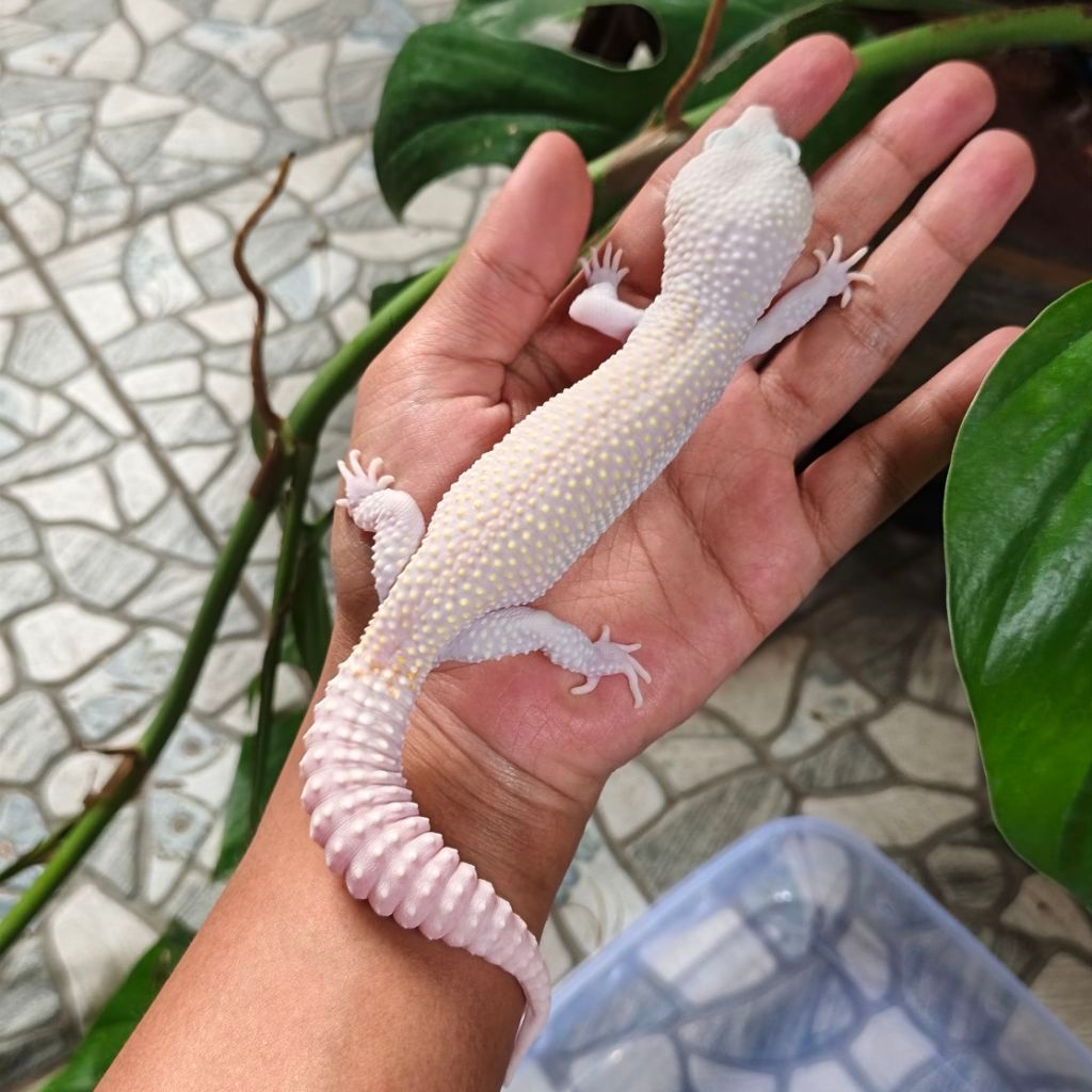 MackSnow Diablo Blanco MALE (SESUAI FOTO) | MSDB GECKO
