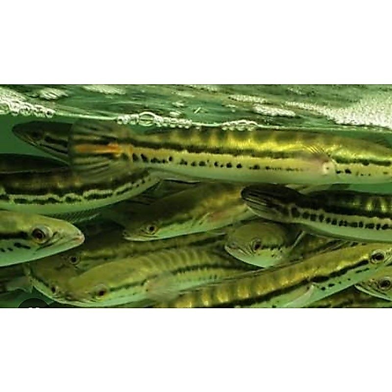 Hiasan Aquarium Toman Ikan Hias Sehat 13-15cm TOKO