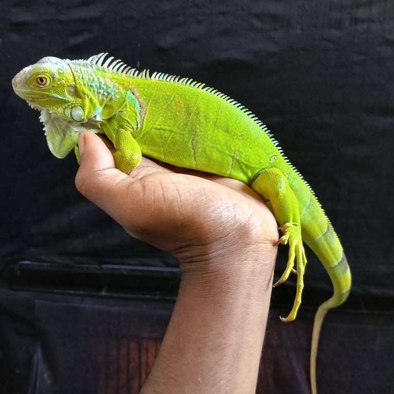 GREEN IGUANA