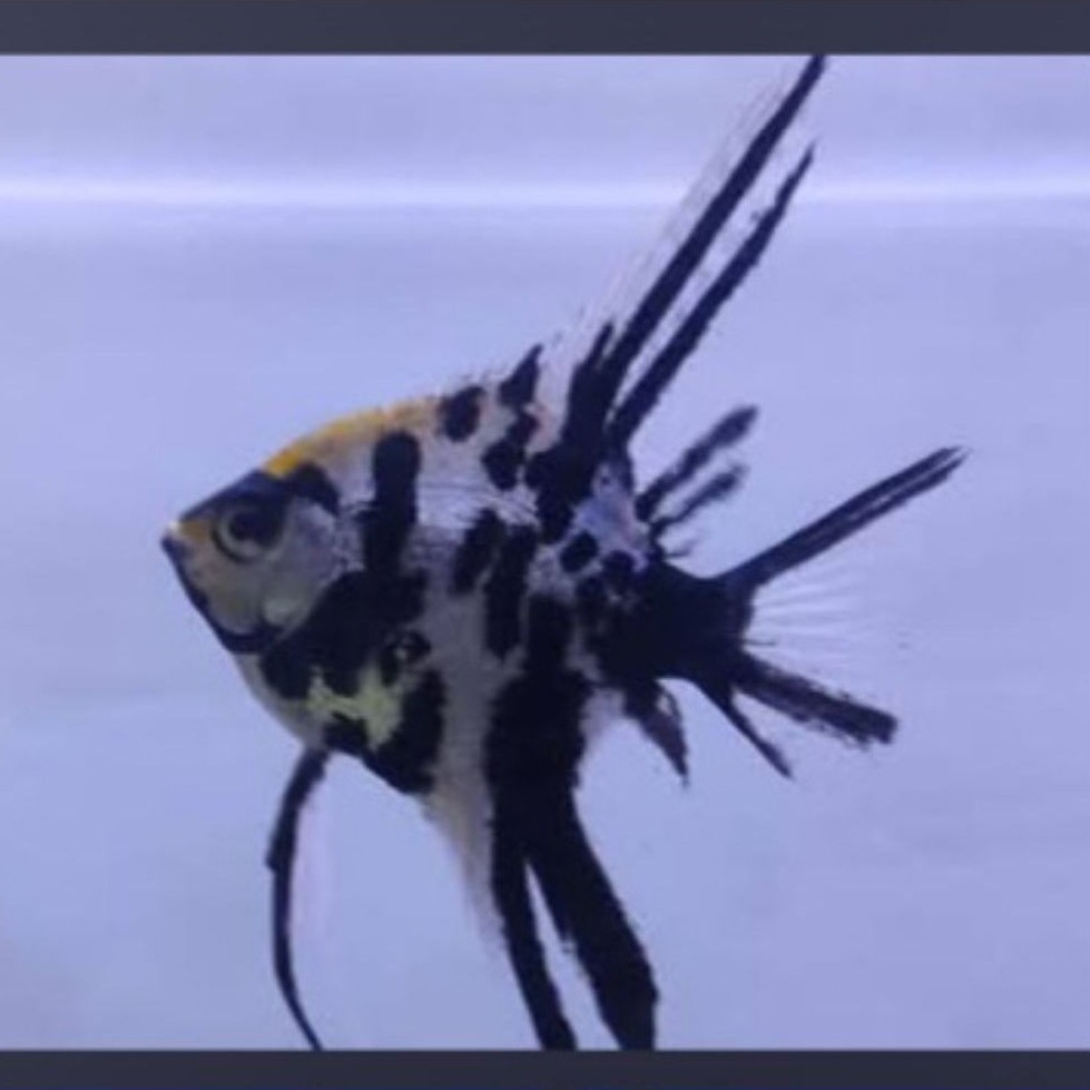 IKAN MANFISH