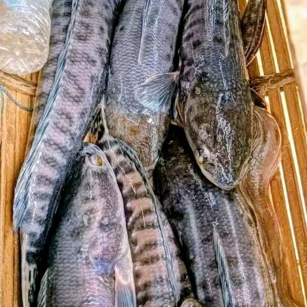 ikan tomang perekilo